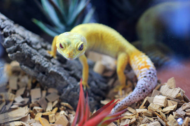 istock Lemon Frost Gecko. Eublepharis Lemon Frost cristal eyes. yellow lizard. close-up Eublepharis. Eublepharis background. Exotic Lemon Frost Leopard Gecko. 1366186517