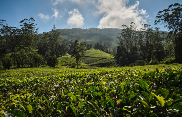 istock Blissful Tea Estate 1366188236