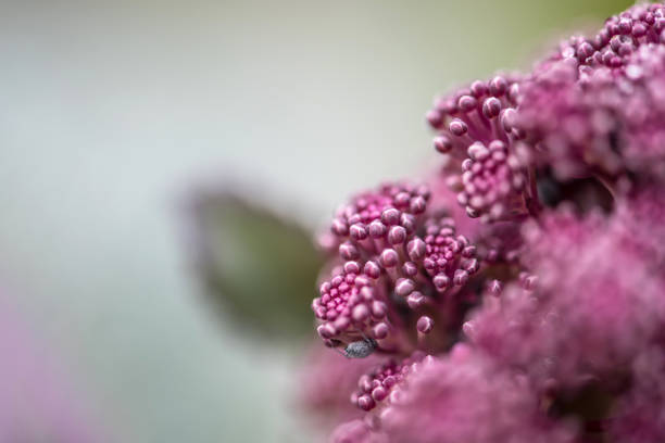 Fresh Purple Sprouting Broccoli in Winter Vegetable Garden