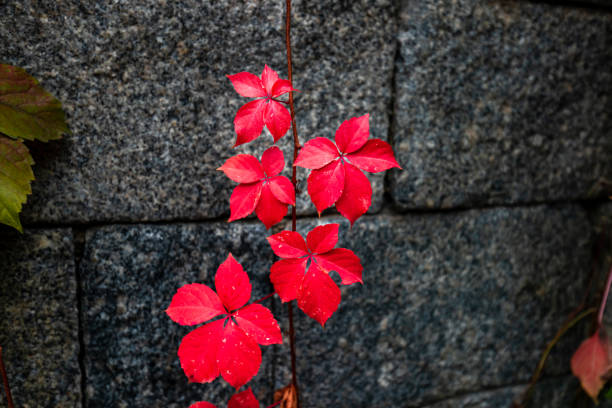 Red vines on the house in autumn