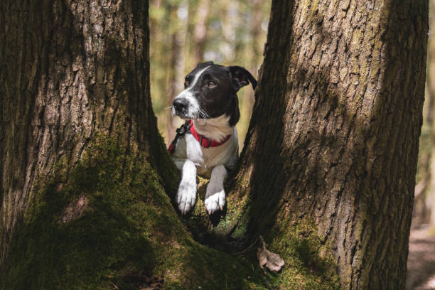 istock Dog with sad brown eyes on a tree 1366188985