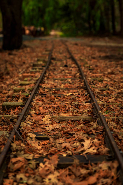 istock Old train tracks amongst trees with fallen yellow leaves on the ground 1366189065