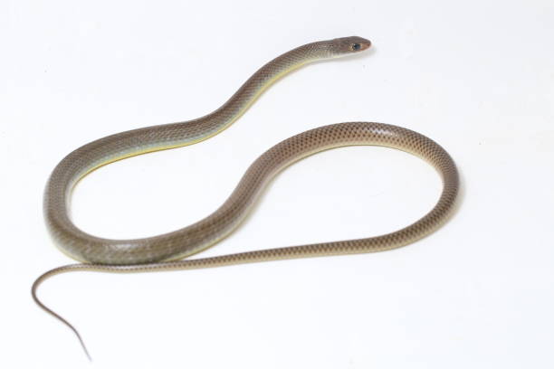 istock Chinese rat snake ptyas korros isolated on white background 1366189332