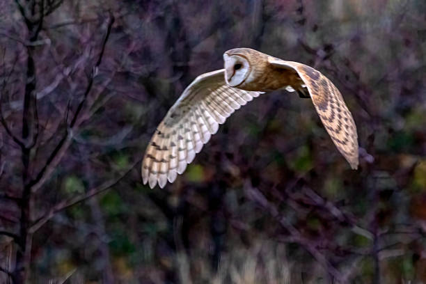 istock barn owl flying behind shrub in Boundary Bay Beach, Delta, BC, Canada 1366190188