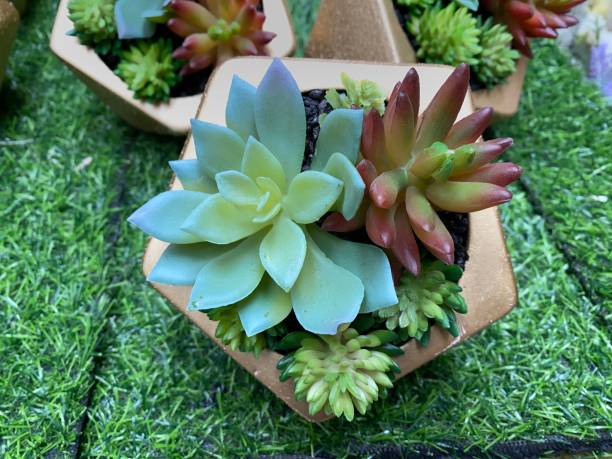 istock plastic cactus decoration in flower pot 1366190994