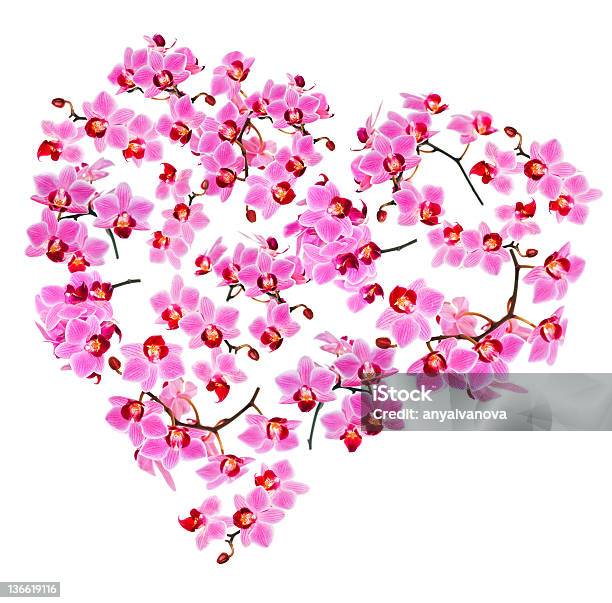 Heart Made From Phalaenopsis Orchids On White Background Stock Photo - Download Image Now