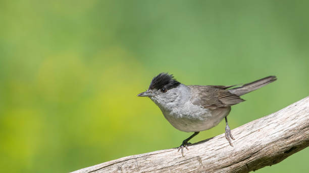 istock Eurasian Blackcap (Sylvia atricapilla) sitting on a stick. 1366191763