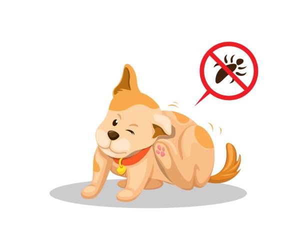 ilustraciones, imágenes clip art, dibujos animados e iconos de stock de cachorro con picazón causa piojos, problema de mascota parásito piel ilustración vector - scratching dog skin condition allergy