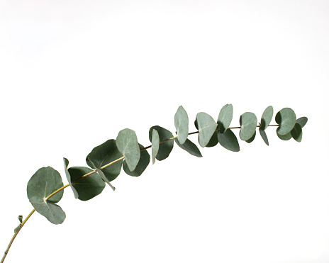 Green eucalyptus branch isolated on white background. Close up.