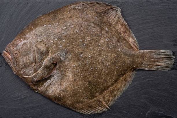Turbot Raw Flat Fish Turbot Raw Flat Fish on a Dark Plate, also called scophthalmus maximus turbot stock pictures, royalty-free photos & images