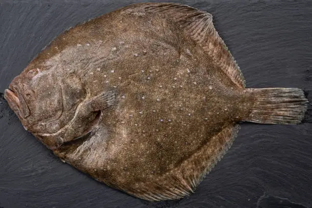 Photo of Turbot Raw Flat Fish