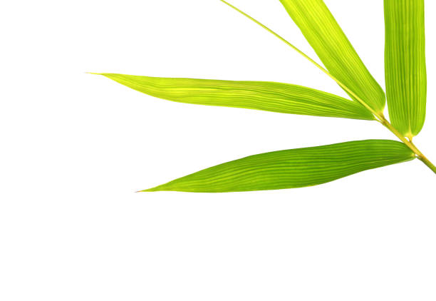 istock Fresh green bamboo leaf isolated on white for texture or wallpaper background 1366198868