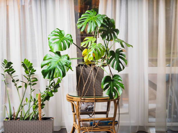 istock Monstera plant in a pot in the interior 1366202203