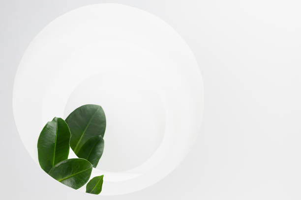 istock Abstract fresh summer scene template for presentation cosmetic product, design, advertising with white round frames as niche with perspective, green tropical leaves, sunlight, shadows, copy space. 1366202212