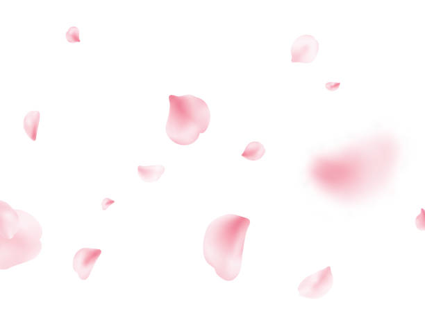 istock Sakura spring blossom on white banner. Flower petal flying background. Pink rose composition. Beauty Spa product frame. Valentine romantic card. Light delicate pastel design. Vector illustration 1366202265