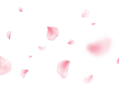 Sakura spring blossom on white banner. Flower petal flying background. Pink rose composition. Beauty Spa product frame. Valentine romantic card. Light delicate pastel design. Vector illustration.
