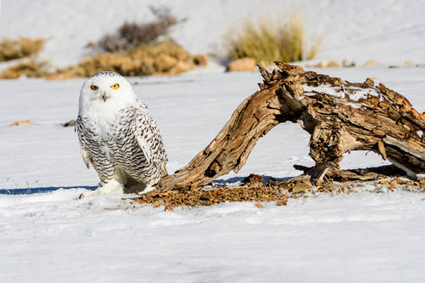 The snowy owl is a species of bird in the Strigidae family. stock photo