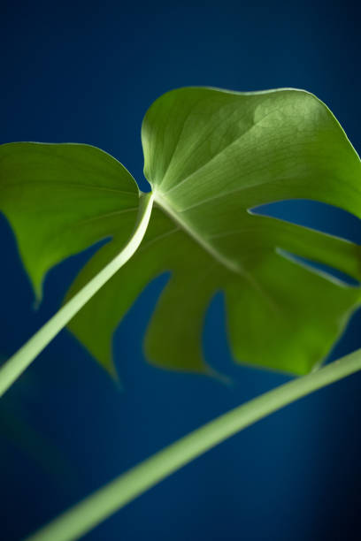 istock green monstera leaf on background of blue wall 1366202914