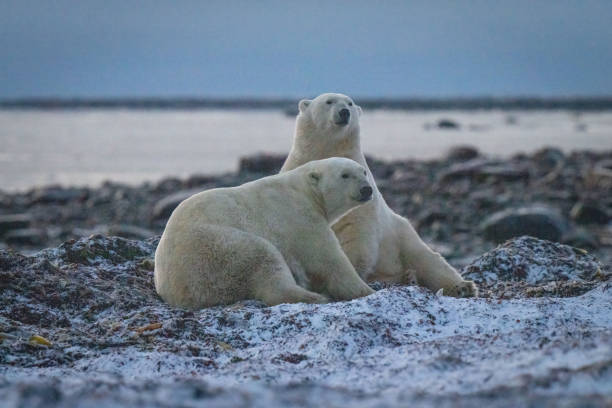 istock Two polar bears lie on kelp bed 1366203042