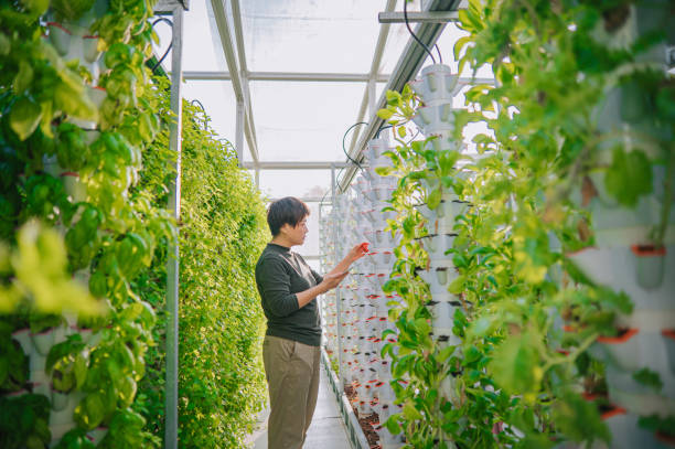 asiatische chinesische frau untersucht bok choy im gewächshaus hydroponic vertical farm eco system vergleicht datum mit digitalem tablet - hydrokultur stock-fotos und bilder