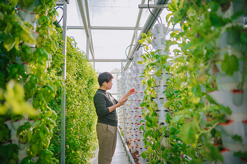 Asian chinese woman examining bok choy in greenhouse Hydroponic Vertical Farm Eco system comparing date with digital tablet