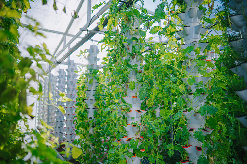 Inside of Greenhouse Hydroponic Vertical Farm Eco system with rows of curly kale seedlings of various sorts of garden vegetables growing on shelves ready for harvest