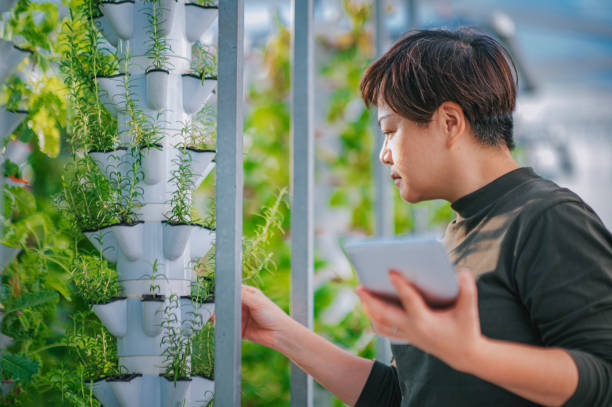 asiatische chinesin untersucht pfefferminzbonbons im gewächshaus hydroponic vertical farm eco system vergleicht datum mit digitalem tablet - green business stock-fotos und bilder