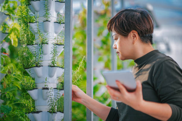 azjatycka chinka badająca mennice w szklarni hydroponiczny system vertical farm eco porównujący datę z cyfrowym tabletem - hydroponics zdjęcia i obrazy z banku zdjęć