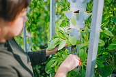 istock Asian chinese woman harvesting bok choy in greenhouse Hydroponic Vertical Farm Eco system in the morning cutting with scissors 1366204397