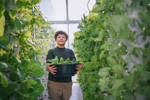 Happy Asian Chinese woman holding container of harvested bok choy looking at camera smiling in front of vegetable plants in greenhouse Hydroponic Vertical Farm Eco system