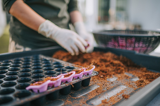 Asian Chinese female farmer insert soil into container ready for seeding sowing on Hydroponic Vertical Farm Eco system