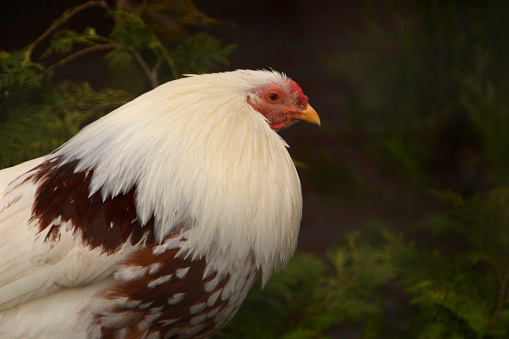 Close-up and profile view of n Yokohama chicken. Large built.