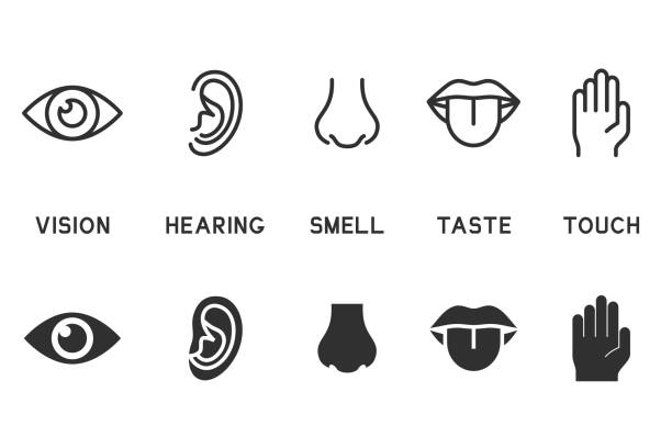 Vector set of five human senses icons. Contains icons vision, hearing, smell, taste, touch. Vector set of five human senses icons. Contains icons vision, hearing, smell, taste, touch. sensory perception stock illustrations