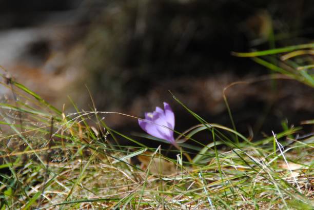 istock Purple flower, Aiguestortes, Spain 1366206531