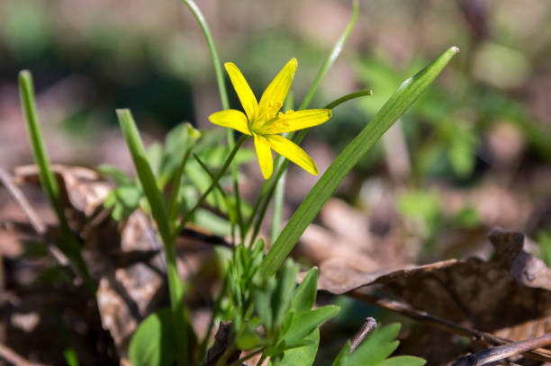 gagea lutea wild springtime flowering plant, group of yellow star-of-bethlehem flowers in bloom - vårlök bildbanksfoton och bilder