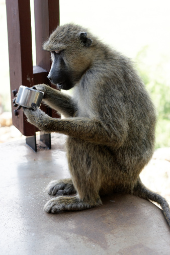 Baboon with stolen sugar bowl