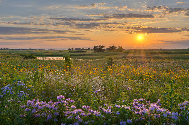 istock Sunshine over the flower field 136620815