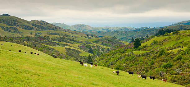 istock New Zealand country side 136620832