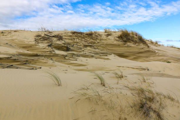 istock Sand dunes at the Baltic Sea with forms created by wind erosion 1366208535
