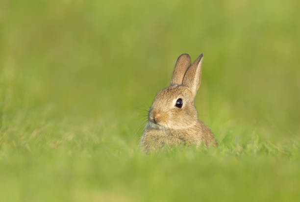 istock Close up of a cute little rabbit sitting in grass in spring 1366210289