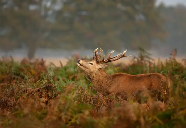 Close up of a red deer stag standing in a field of ferns, UK.