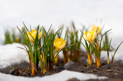 Yellow crocus flowers and melting snow on a spring day