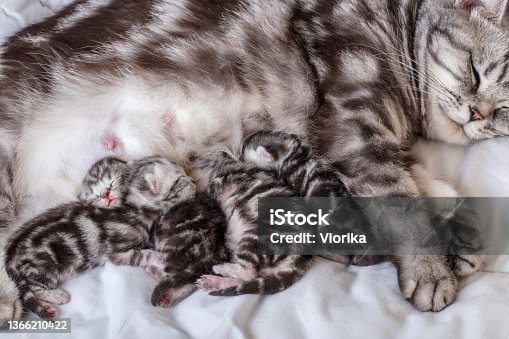 istock Mother cat with newborn kittens (british shorthair) suckling milk 1366210422