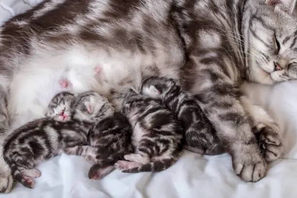 A DSLR photo of a mother cat with newborn kittens (british shorthair) suckling milk.