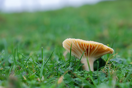 Small wild toadstool growing in grass on an Autumn morning in Dumfries and Galloway Scotland