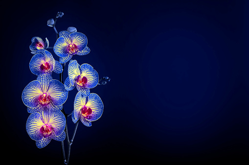 Close-up of beautiful blue Orchid flowers on a dark blue background. Space for copy.