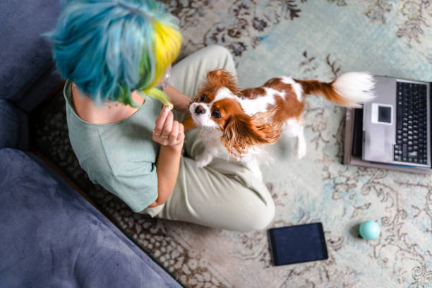Young colorful haired woman giving online dog training course stock photo