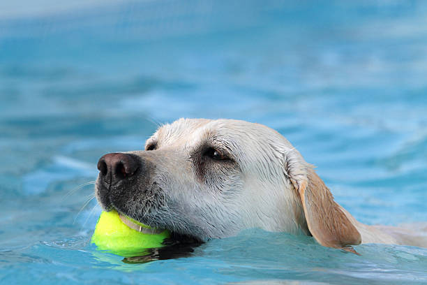 istock Portrait of Labrador in the pool 136621228