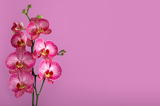 Beautiful pink Orchid flowers close-up. Pink background, space for copy.