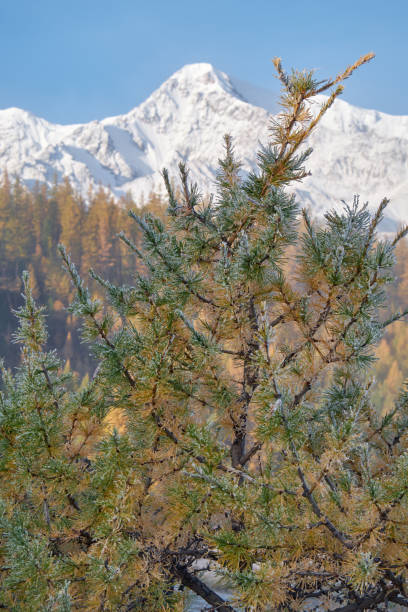 Frozen larch tree under hoarfrost.  North Chuiskiy Ridge snow mountains is on background. Autumn, trees are in fall yellow colors. Altai, Siberia, Russia